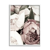 Popunjavanje latica božura izbliza botanička i cvjetna fotografija bijela uokvirena umjetnička print zidna umjetnost